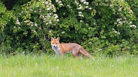 Foto van een vos in de natuur