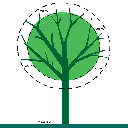 Afbeelding vormsnoei bomen 20% van de kruin