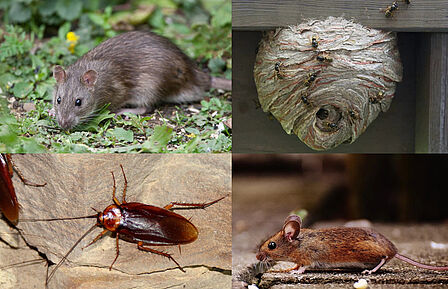 rat,wespennest,muizen,kakkerlakken